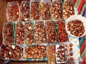 Тюльпани вирощуємо по-справжньому королівський квітка - cельхозпортал (квітка) Тюльпани вирощуємо по-справжньому королівський квітка - cельхозпортал