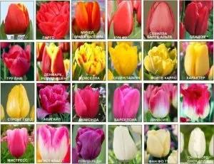 Тюльпани вирощуємо по-справжньому королівський квітка - cельхозпортал (тюльпани) Тюльпани вирощуємо по-справжньому королівський квітка - cельхозпортал
