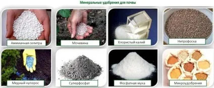 Добрива для кімнатних рослин в домашніх умовах, своїми руками (рослин) Добрива для кімнатних рослин в домашніх умовах, своїми руками