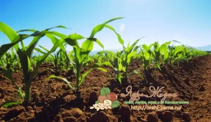 Добрива для кукурудзи норми і час їх внесення (система добрива для кукурудзи) Добрива для кукурудзи норми і час їх внесення