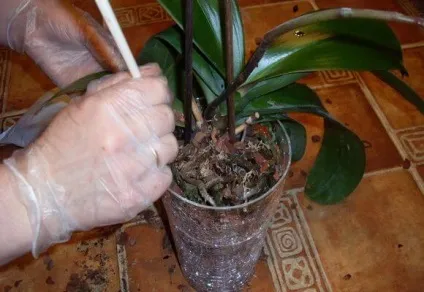 Добрива для орхідей фаленопсис вибір і підгодівля, відео та фото (орхідей) Добрива для орхідей фаленопсис вибір і підгодівля, відео та фото