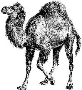 Установка perl і модулів для нього в ubuntu