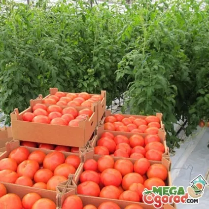 Урожайність томатів у теплиці - сорти і кращі поради для вирощування