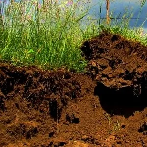 Дізнайтеся докладніше про популярних складах ґрунтових сумішей і їх приготуванні (сумішей) Дізнайтеся докладніше про популярних складах ґрунтових сумішей і їх приготуванні