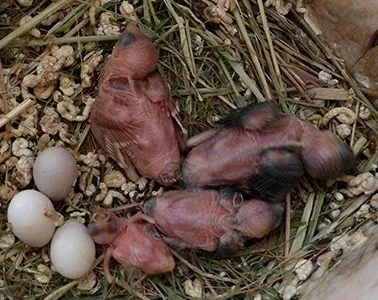Догляд за амадинами, амадини в домашніх умовах, амадини, амадини продам (амадини) Догляд за амадинами, амадини в домашніх умовах, амадини, амадини продам