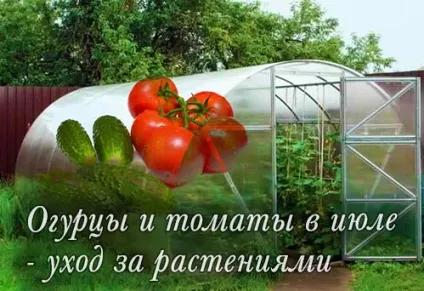 Догляд за огірками та помідорами в липні, заміський дизайн ідеї та поради для дому та дачі (помідорів будь-яку спеку) Догляд за огірками та помідорами в липні, заміський дизайн ідеї та поради для дому та дачі
