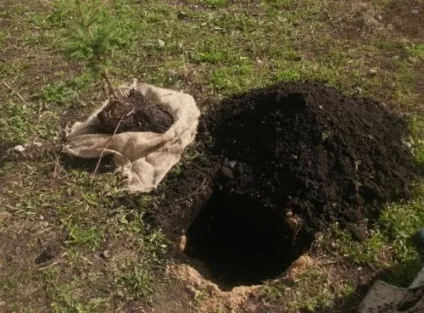 Догляд за блакитний ялиною - поради від greensad