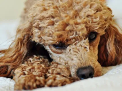 Догляд за пуделем - як доглядати за пуделем (пуделем) Догляд за пуделем - як доглядати за пуделем