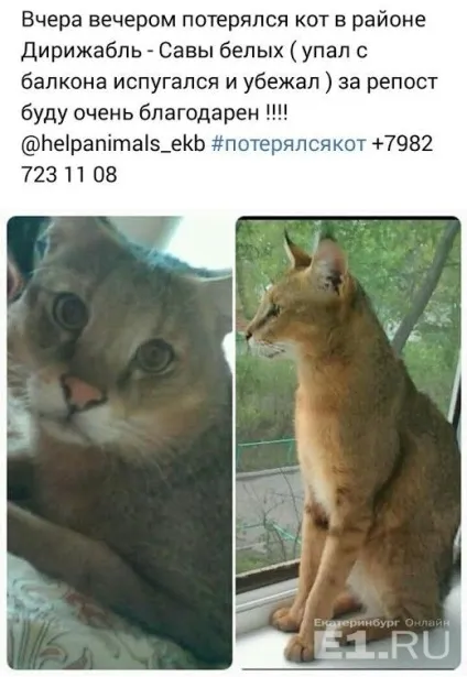 Побачите - не чіпайте з квартири на ботаніці втекла болотна рись (побачите) Побачите - не чіпайте з квартири на ботаніці втекла болотна рись