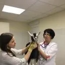 Ветеринарна клініка академія вет (ветеринарна клініка академія вет. Комсомольська 18) Ветеринарна клініка академія вет