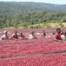 В'єтнамський кави лювак (kopi luwak) - найсмачніший і дорогий (фото і відео) (в'єтнамський кави копальні лювак kopi luwak) В'єтнамський кави лювак (kopi luwak) - найсмачніший і дорогий (фото і відео)