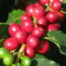 В'єтнамський кави лювак (kopi luwak) - найсмачніший і дорогий (фото і відео) (luwak) В'єтнамський кави лювак (kopi luwak) - найсмачніший і дорогий (фото і відео)
