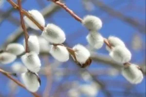 Вербна неділя, хоровод свят (паска) Вербна неділя, хоровод свят