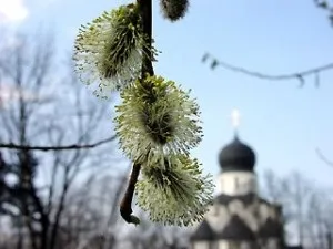 Вербна неділя, хоровод свят (вербну неділю) Вербна неділя, хоровод свят