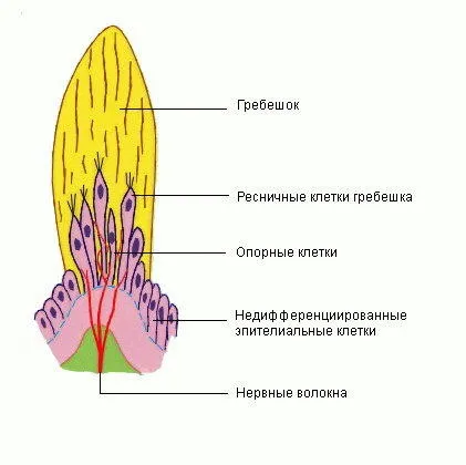 Вестибулярний апарат, енциклопедія