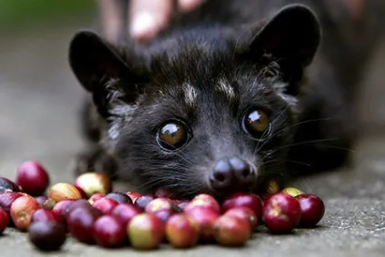 В'єтнамський кави лювак (kopi luwak) - найсмачніший і дорогий (фото і відео) (kopi) В'єтнамський кави лювак (kopi luwak) - найсмачніший і дорогий (фото і відео)