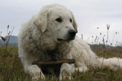 Угорський кувас фото собаки і характер породи (відгуки) Угорський кувас фото собаки і характер породи