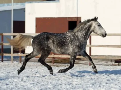 Верхова їзда риссю