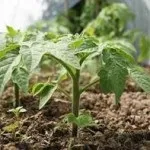 Вирощування картоплі з паростків - чудова дача (вирощування) Вирощування картоплі з паростків - чудова дача