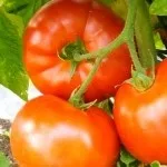 Вирощування картоплі з паростків - чудова дача (паростків) Вирощування картоплі з паростків - чудова дача