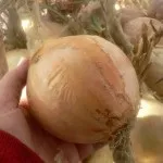 Вирощування картоплі з паростків - чудова дача (паростків) Вирощування картоплі з паростків - чудова дача
