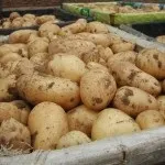 Вирощування картоплі з паростків - чудова дача (вирощування картоплі паростками) Вирощування картоплі з паростків - чудова дача