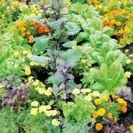 Вирощування картоплі з паростків - чудова дача (картоплі) Вирощування картоплі з паростків - чудова дача