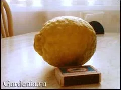Вирощування лимона робота над помилками в догляді (переносить різких коливань) Вирощування лимона робота над помилками в догляді