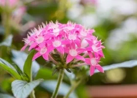 Вирощування пентаса в домашніх умовах