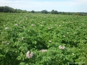 Вирощування картоплі з паростків, вирощування томатів на дачній ділянці (паростків) Вирощування картоплі з паростків, вирощування томатів на дачній ділянці