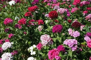 Вирощування гвоздики турецької з насіння, з розсади, посадка і догляд, сорти (гвоздики) Вирощування гвоздики турецької з насіння, з розсади, посадка і догляд, сорти