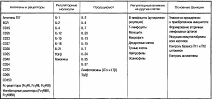 В-лімфоцити і протипухлинна захист