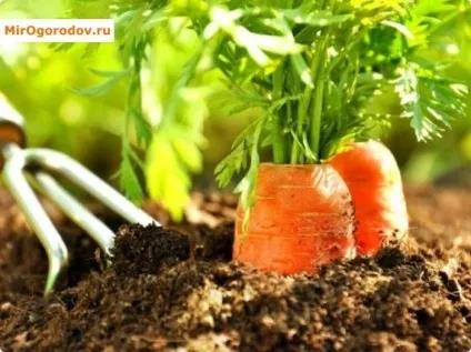 Вирощування моркви секрети врожайних грядок (вирощування) Вирощування моркви секрети врожайних грядок