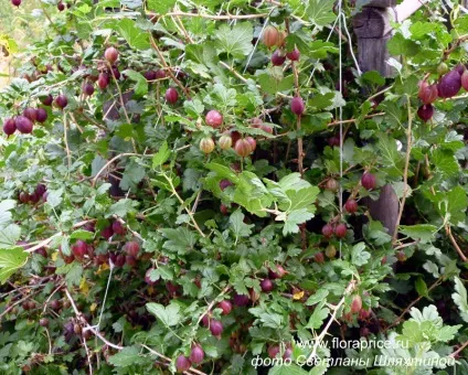 Вирощування агрусу на шпалері (агрусу) Вирощування агрусу на шпалері