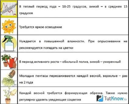 Вирощування пентаса в домашніх умовах