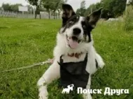 У продажу з'явилися мильні бульбашки для собак - новини про собак (bundle) У продажу з'явилися мильні бульбашки для собак - новини про собак