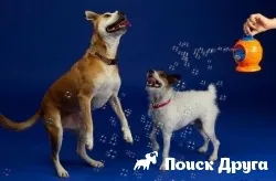 У продажу з'явилися мильні бульбашки для собак - новини про собак (доставити) У продажу з'явилися мильні бульбашки для собак - новини про собак