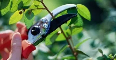Волжанка звичайна, дводомна посадка і догляд за рослиною (догляд) Волжанка звичайна, дводомна посадка і догляд за рослиною