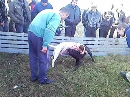 ВУкаіни дозволили собачі бої - суспільство (вУкаіни дозволили собачі бої) ВУкаіни дозволили собачі бої - суспільство