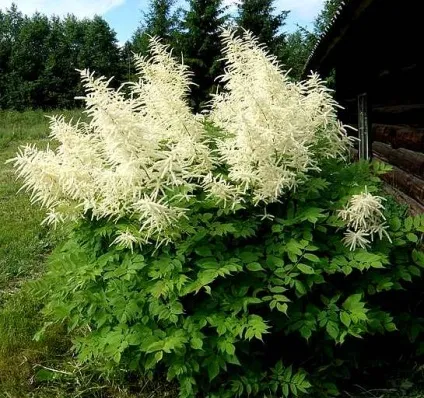 Волжанка (арункус) посадка і догляд на фото, вирощування з насіння (арункус) Волжанка (арункус) посадка і догляд на фото, вирощування з насіння