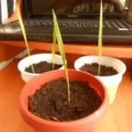 Хамедорея догляд в домашніх умовах, пересадка, цвітіння, як цвіте (хамедорея) Хамедорея догляд в домашніх умовах, пересадка, цвітіння, як цвіте