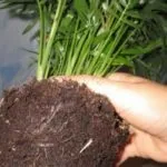 Хамедорея догляд в домашніх умовах, пересадка, цвітіння, як цвіте (хамедорея) Хамедорея догляд в домашніх умовах, пересадка, цвітіння, як цвіте