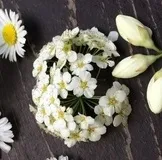 погляд вовчиці