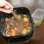 Вирощування цвітної капусти основна агротехніка - дачні (розсаду цвітної капусти) Вирощування цвітної капусти основна агротехніка - дачні