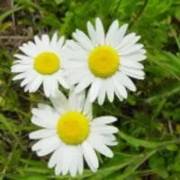 Смакота на козячому молоці, мітки кефір, домашній, умова, кефір, домашній (молоці) Смакота на козячому молоці, мітки кефір, домашній, умова, кефір, домашній