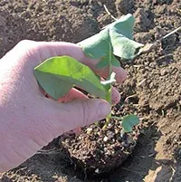 Вирощування цвітної капусти основна агротехніка - дачні (розсаду цвітної капусти) Вирощування цвітної капусти основна агротехніка - дачні