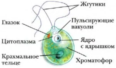 Водорості та їх значення, біологія (водорості) Водорості та їх значення, біологія