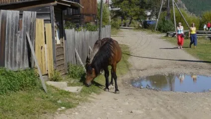 Вихідні в великих котів на Байкалі - мої враження і корисна інформація для мандрівників - (великих) Вихідні в великих котів на Байкалі - мої враження і корисна інформація для мандрівників -