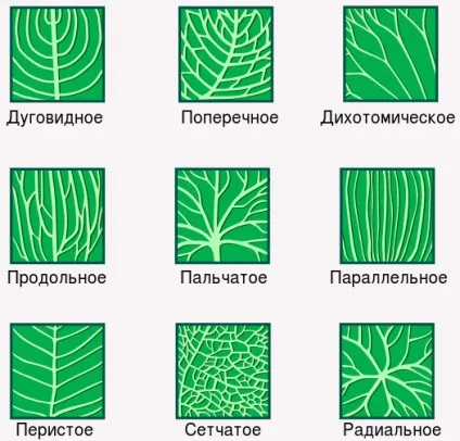 Зовнішня будова листя, біологія (листя) Зовнішня будова листя, біологія