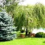 Хвойні композиції в ландшафтному дизайні дачної ділянки (ділянки) Хвойні композиції в ландшафтному дизайні дачної ділянки